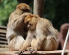 Apes Grooming
