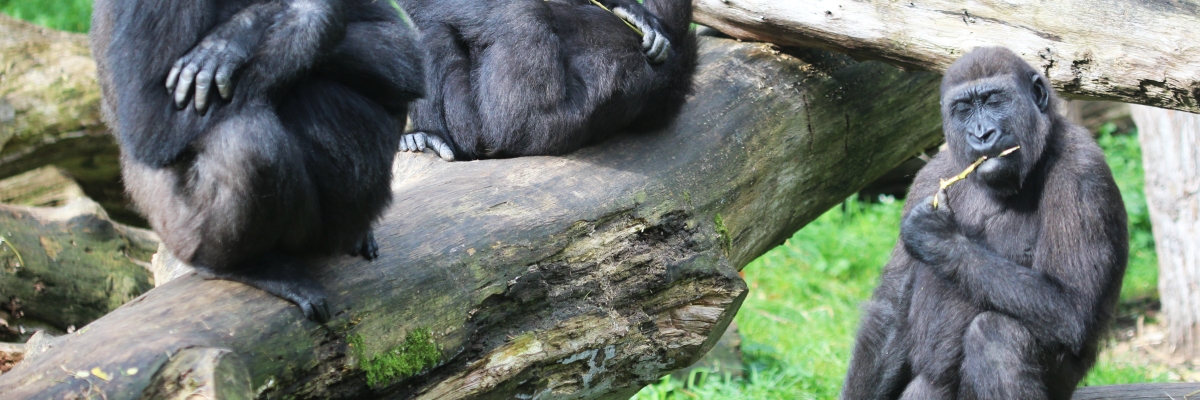 Lazy Apes